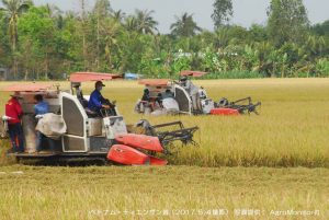 ベトナム米の収穫